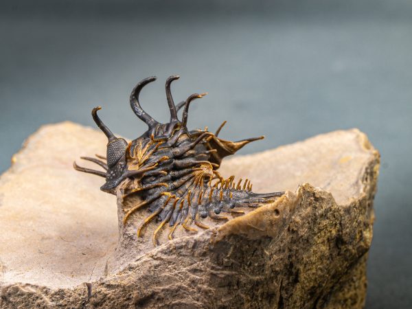 Walliserops hammi de museo