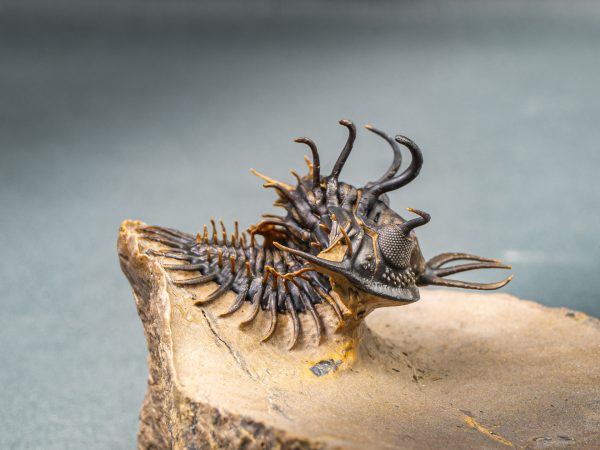 Walliserops hammi de museo