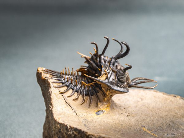 Walliserops hammi de museo