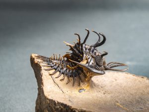 Walliserops hammi de museo