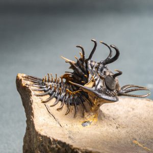 Walliserops hammi de museo