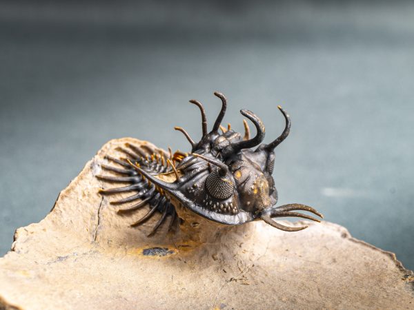 Walliserops hammi de museo