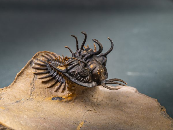 Walliserops hammi de museo