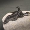 Walliserops lindoei calidad museo
