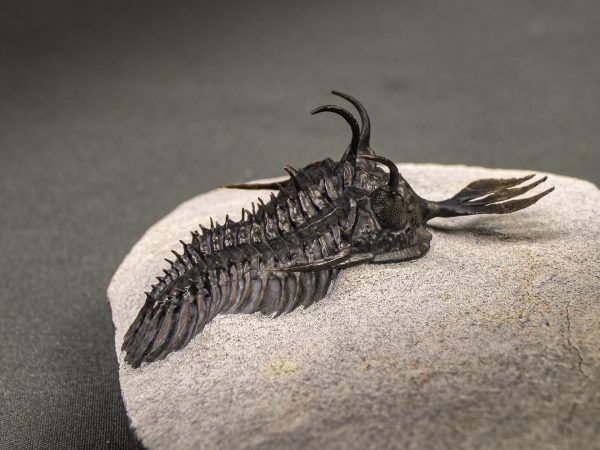 Walliserops lindoei calidad museo
