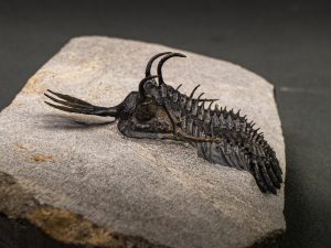 Walliserops lindoei calidad museo