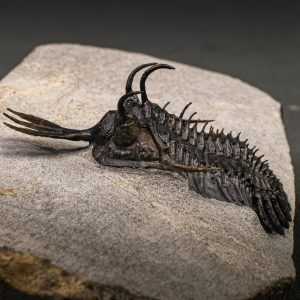 Walliserops lindoei calidad museo