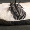 Walliserops lindoei calidad museo