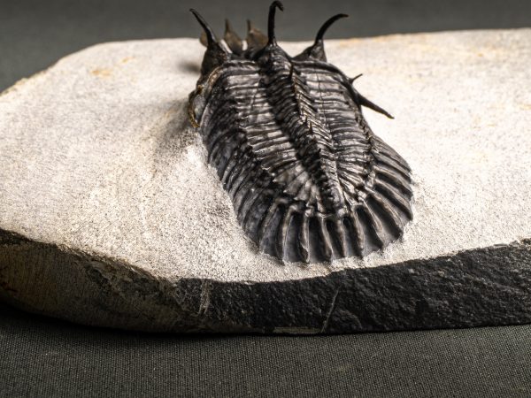 Walliserops lindoei calidad museo