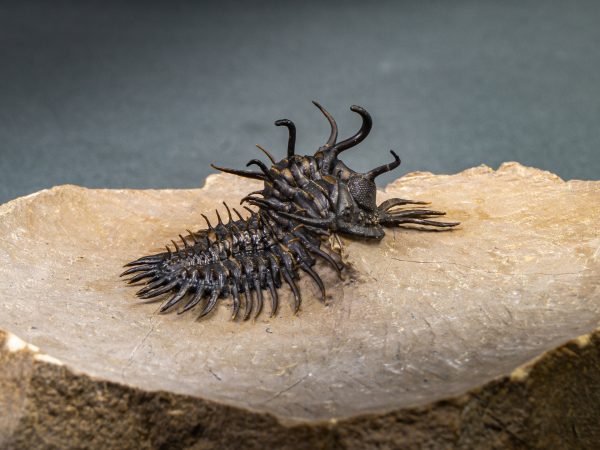 Walliserops hammi de alta calidad