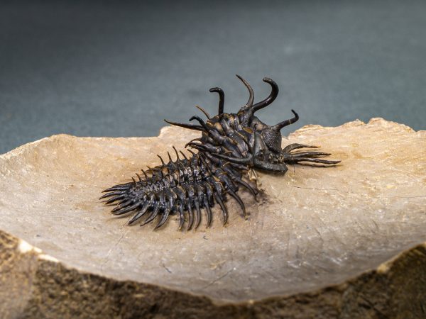 Walliserops hammi de alta calidad