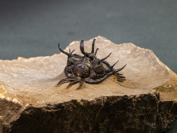 Walliserops hammi de alta calidad