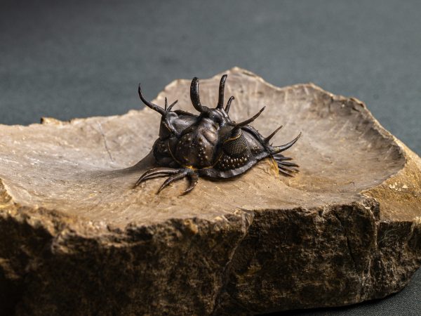 Walliserops hammi de alta calidad