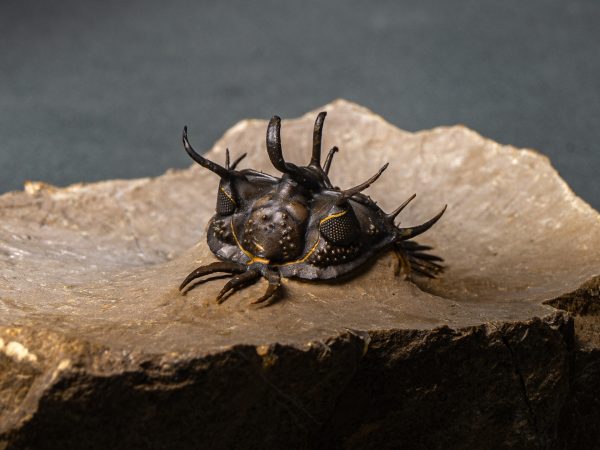 Walliserops hammi de alta calidad