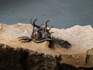 Walliserops hammi de alta calidad