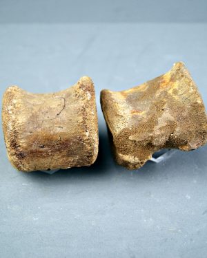 Vértebras de Spinosaurus
