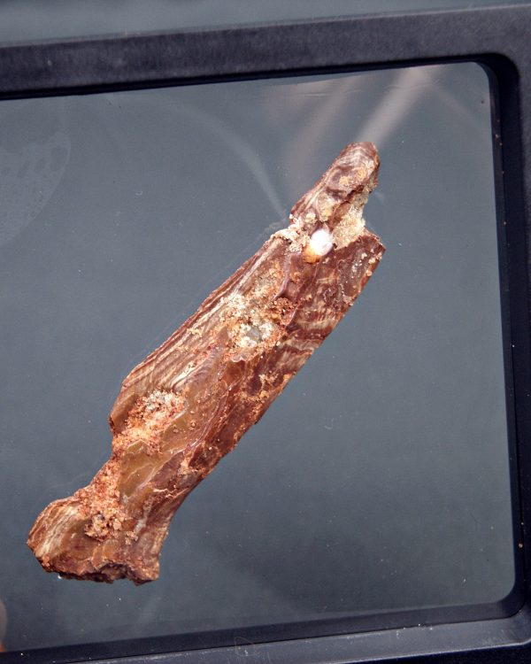 Mandíbula parcial celacanto
