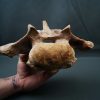 Vértebra de Carcharodontosaurus