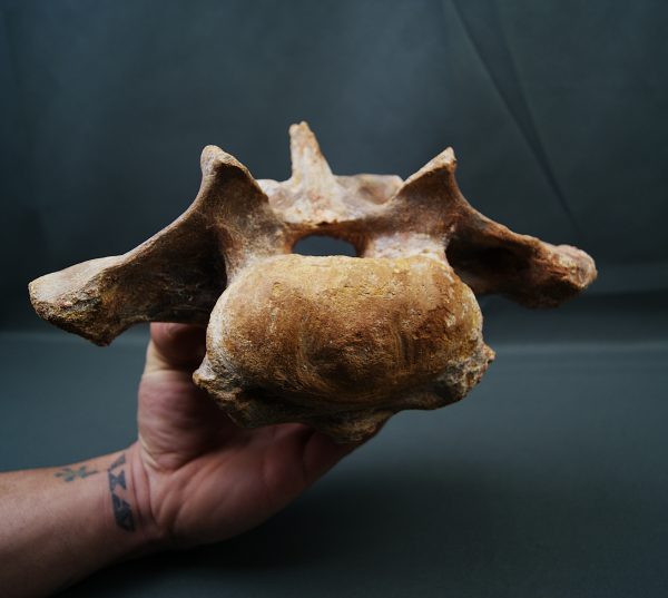 Vértebra de Carcharodontosaurus