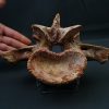 Vértebra de Carcharodontosaurus