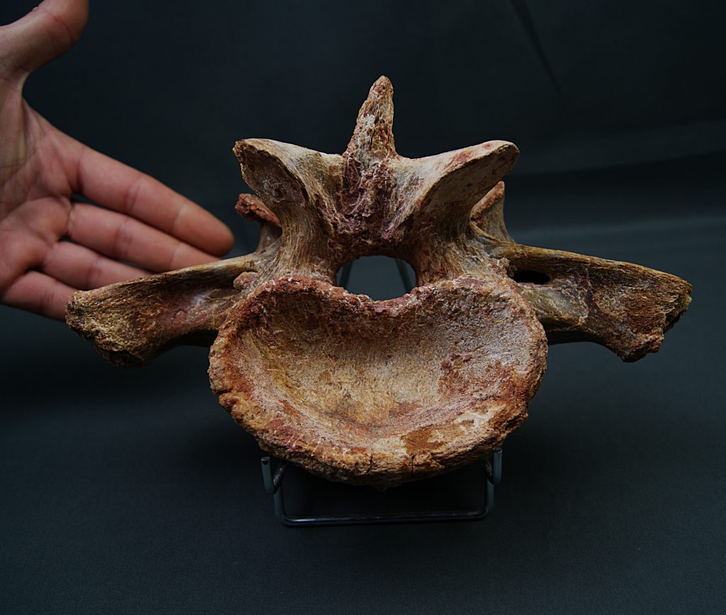 Vértebra de Carcharodontosaurus
