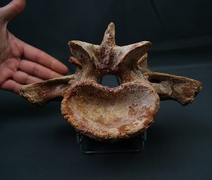 Vértebra de Carcharodontosaurus