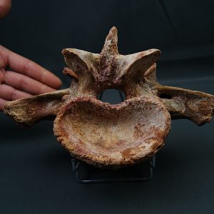 Vértebra de Carcharodontosaurus