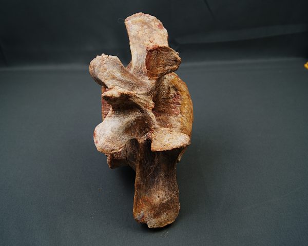 Vértebra de Carcharodontosaurus