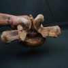 Vértebra de Carcharodontosaurus