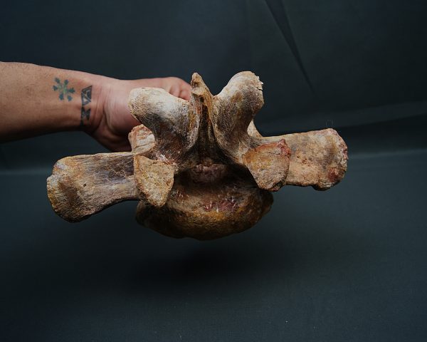 Vértebra de Carcharodontosaurus