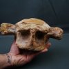 Vértebra de Carcharodontosaurus
