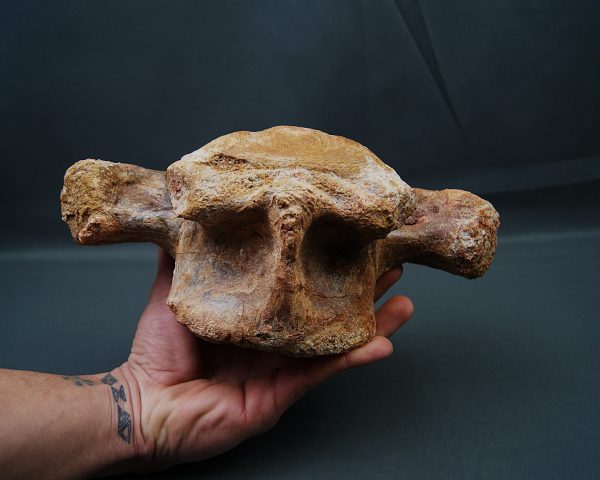 Vértebra de Carcharodontosaurus