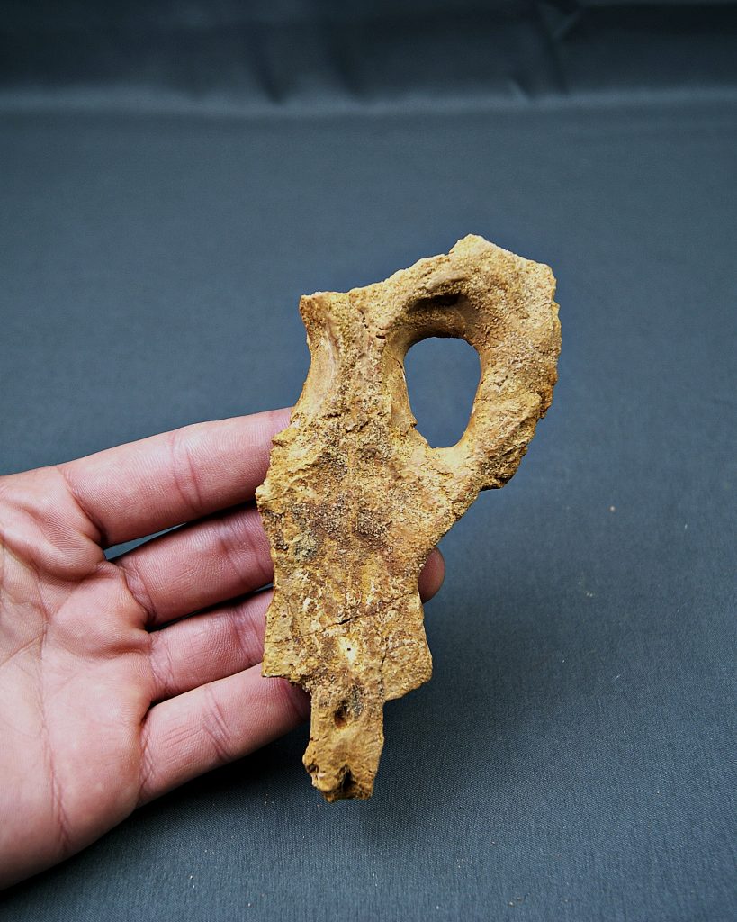 Cráneo de Elosuchus kem kem