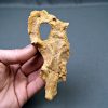 Cráneo de Elosuchus kem kem
