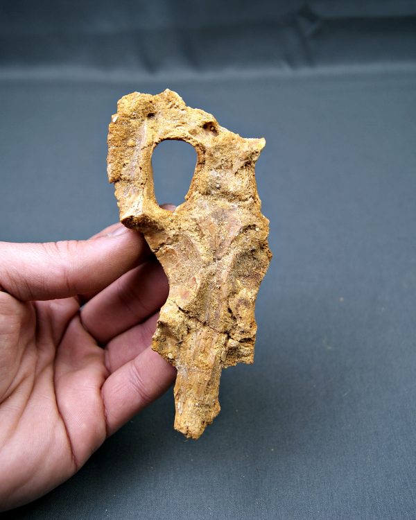 Cráneo de Elosuchus kem kem