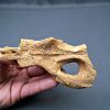 Cráneo de Elosuchus kem kem