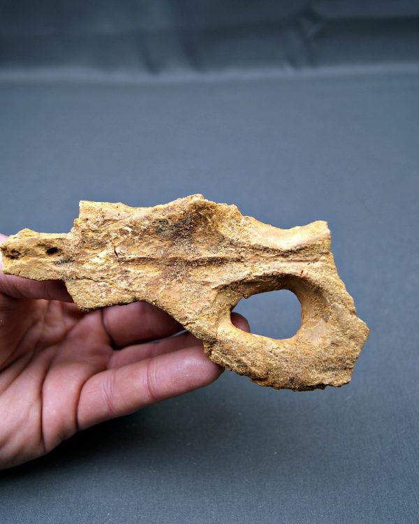 Cráneo de Elosuchus kem kem