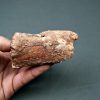 Mandíbula Spinosaurus aegyptiacus