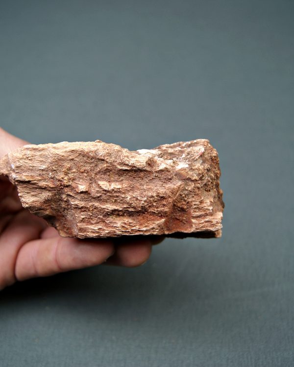Mandíbula Spinosaurus aegyptiacus