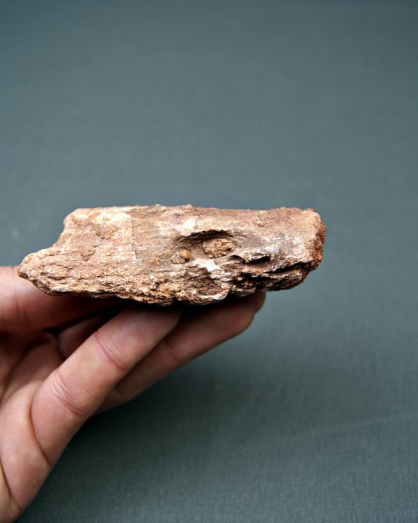 Mandíbula Spinosaurus aegyptiacus