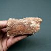 Mandíbula Spinosaurus aegyptiacus