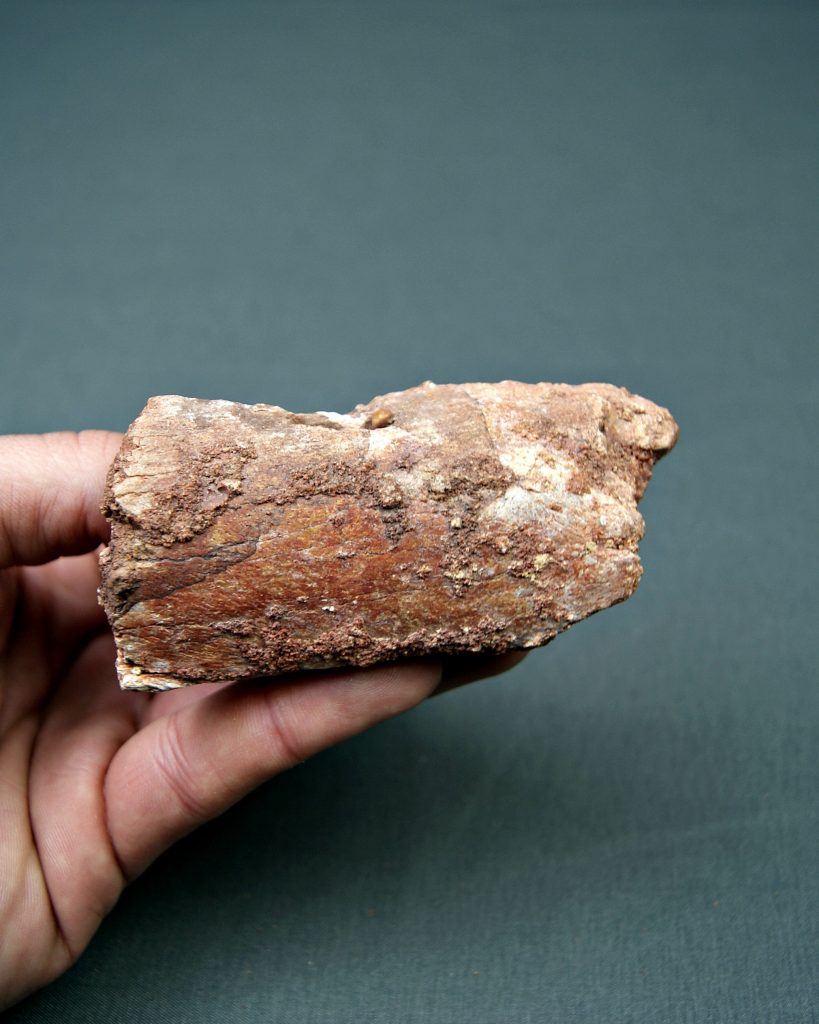 Mandíbula Spinosaurus aegyptiacus