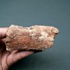 Mandíbula Spinosaurus aegyptiacus