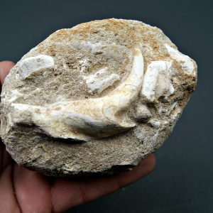 Enchodus lybicus en matriz
