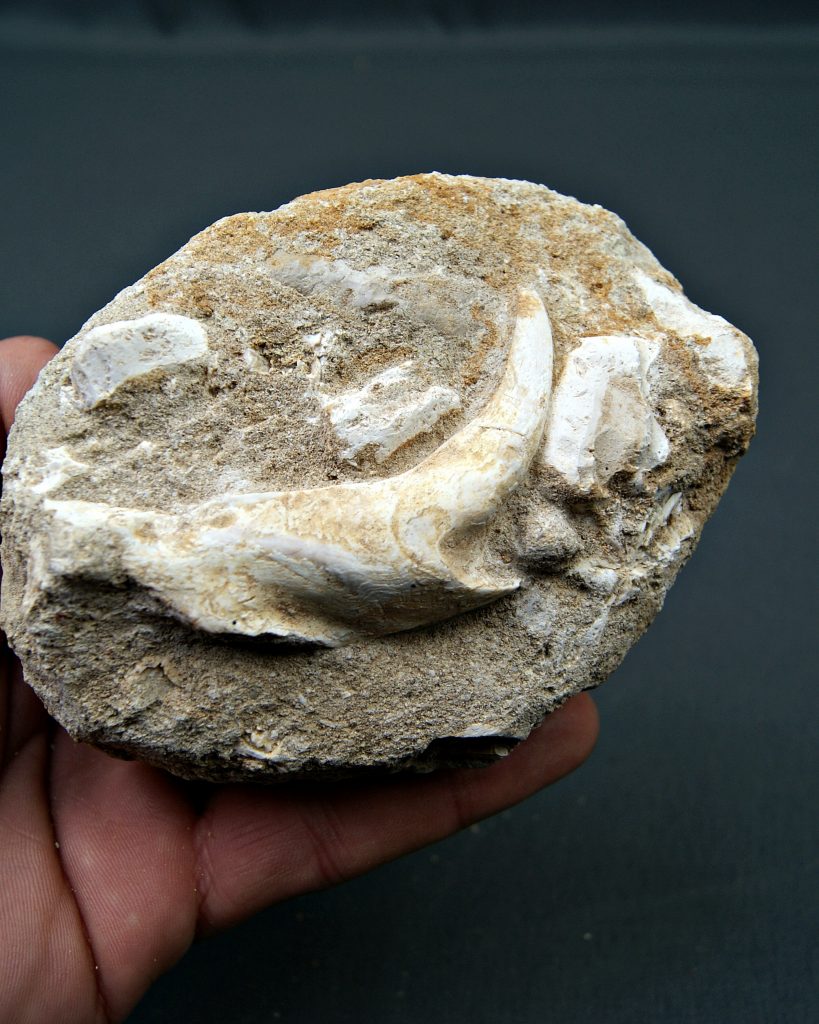Enchodus lybicus en matriz