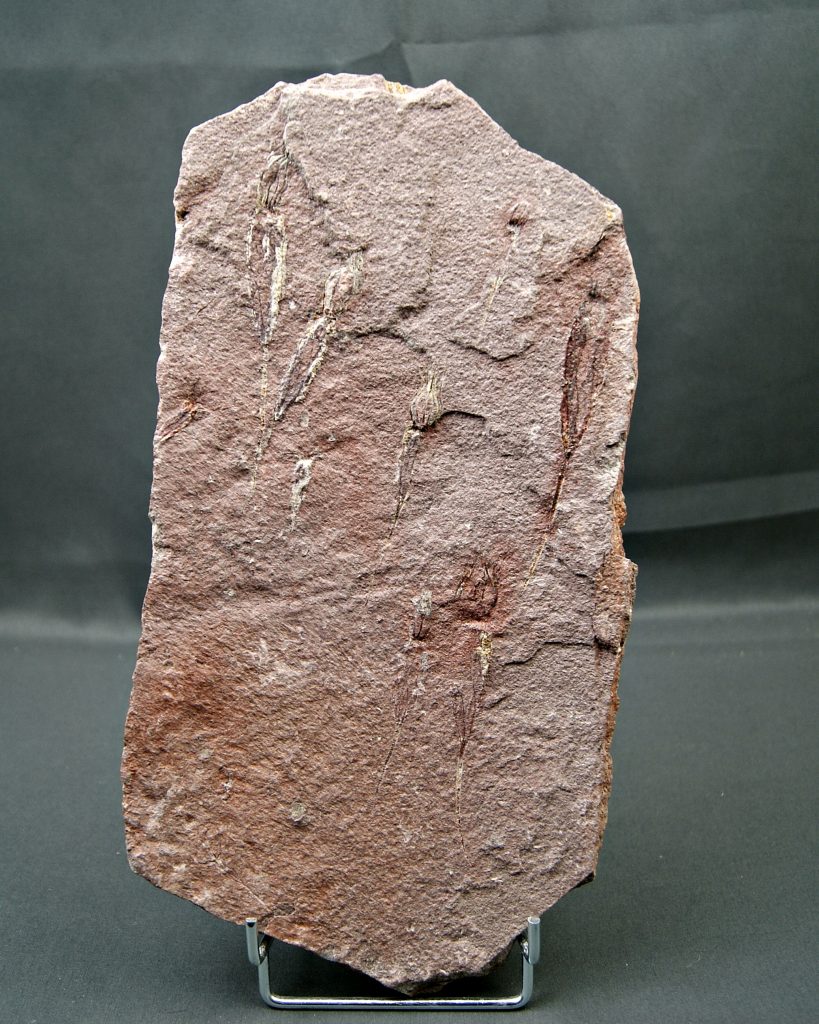 Placa de eocrinoideos varios ejemplares