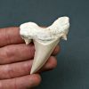Diente de Otodus obliquus