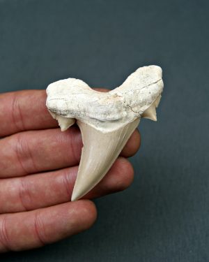Diente de Otodus obliquus