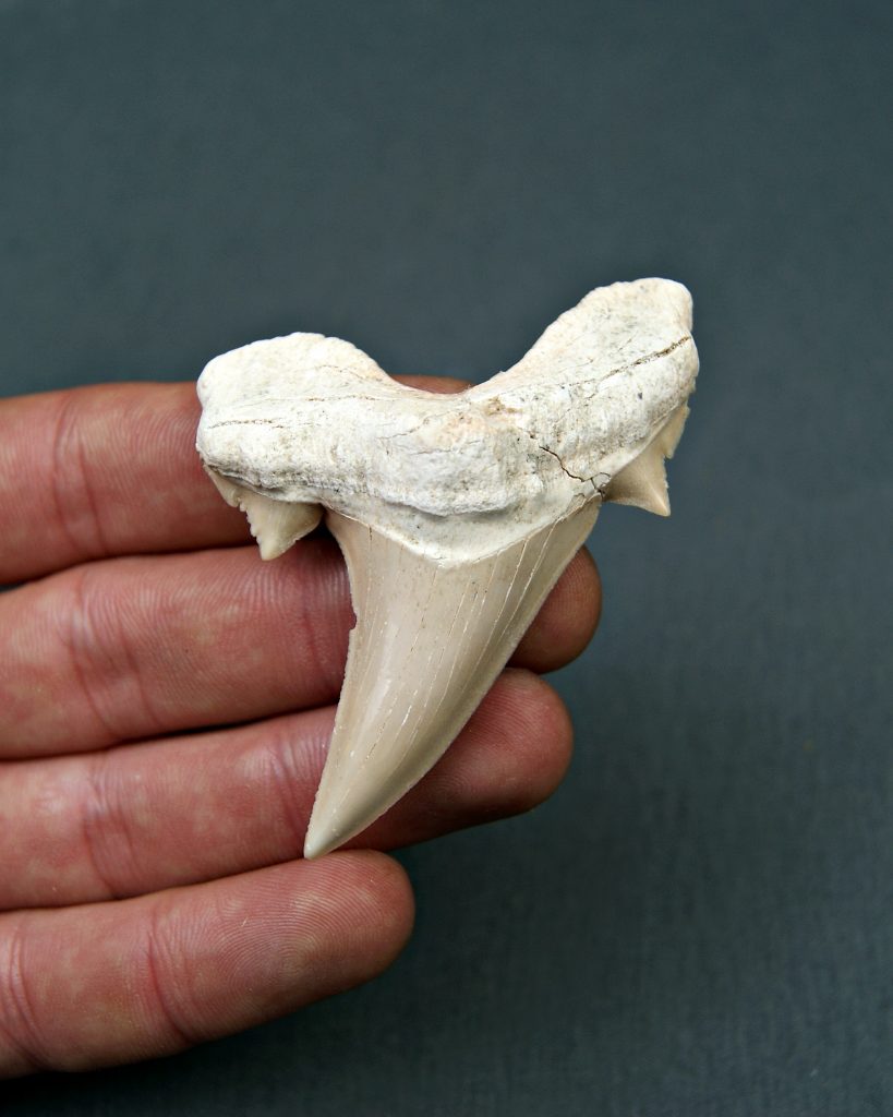 Diente de Otodus obliquus
