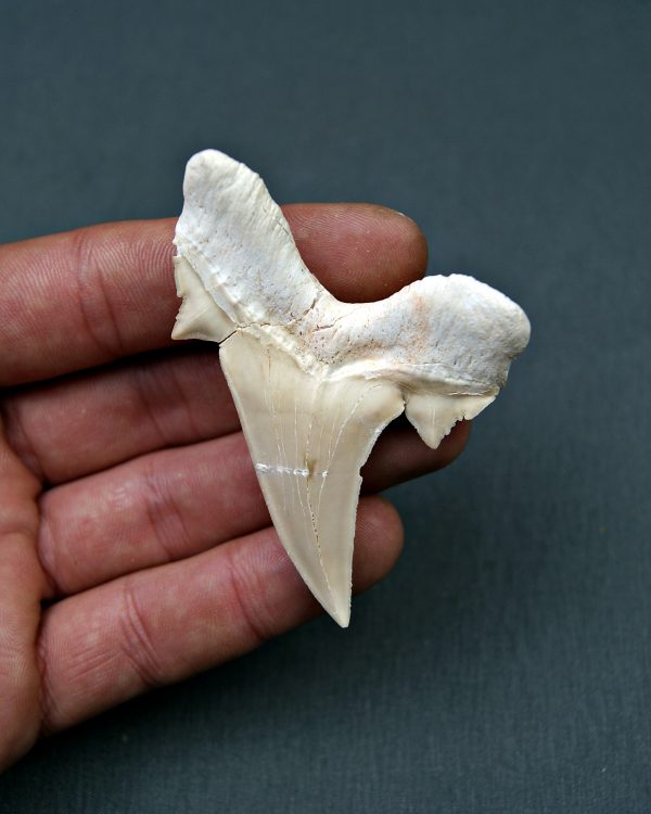Diente de Otodus obliquus